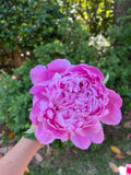 Peony + Snapdragon Bouquet!